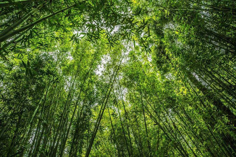 Bamboo Wipes: Sustainability Meets Performance